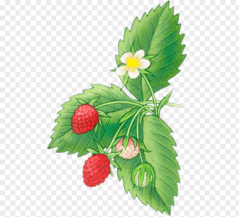 Strawberry Virginia Shortcake Drawing Fruit PNG
