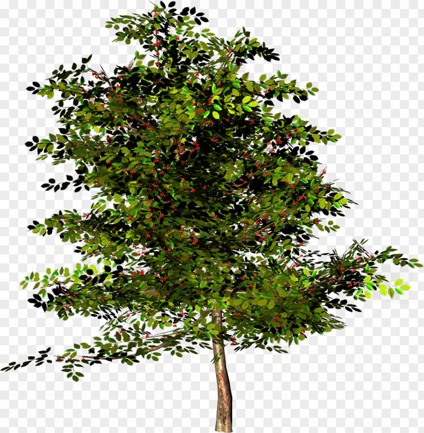 Fir-tree Tree English Walnut Angel Oak PNG