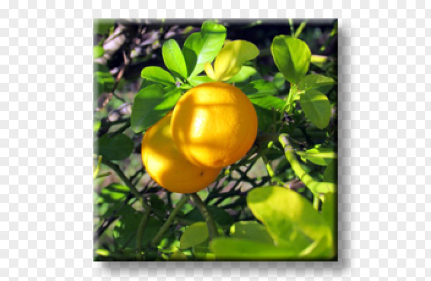 PARADİSE Trifoliate Orange Plant Chaenomeles Japonica Berberis Julianae Firethorn PNG