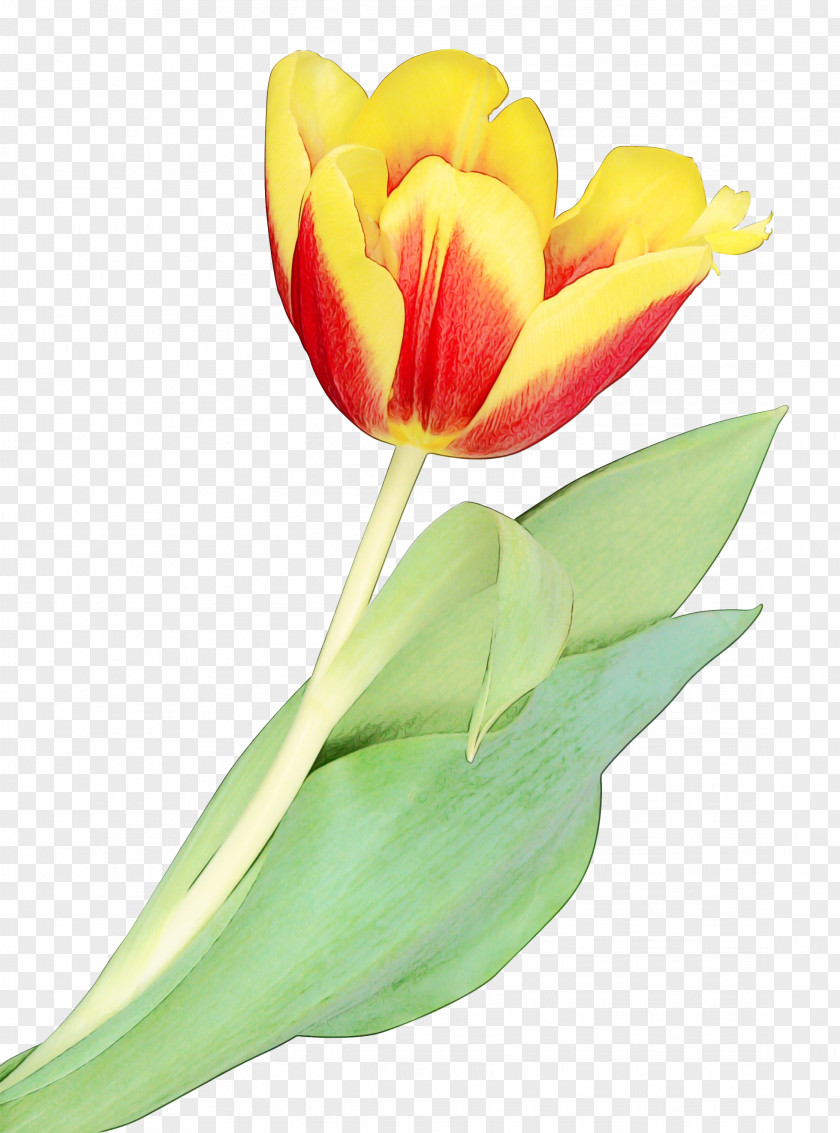 Pedicel Leaf Flower Petal Tulip Flowering Plant PNG