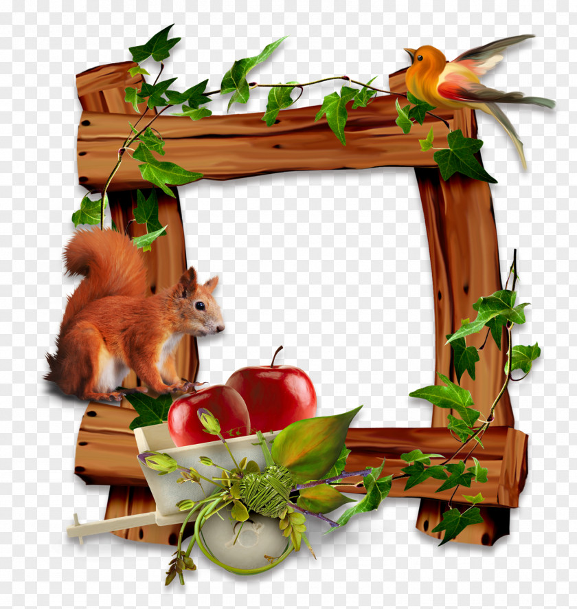 Frame Cartoon Picture Frames Drawing Photography PNG