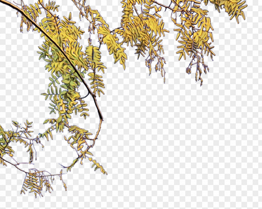 Goldenrod American Larch Plant Tree Flower Branch Leaf PNG
