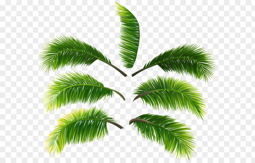 Leaf Asian Palmyra Palm Clip Art Branch PNG