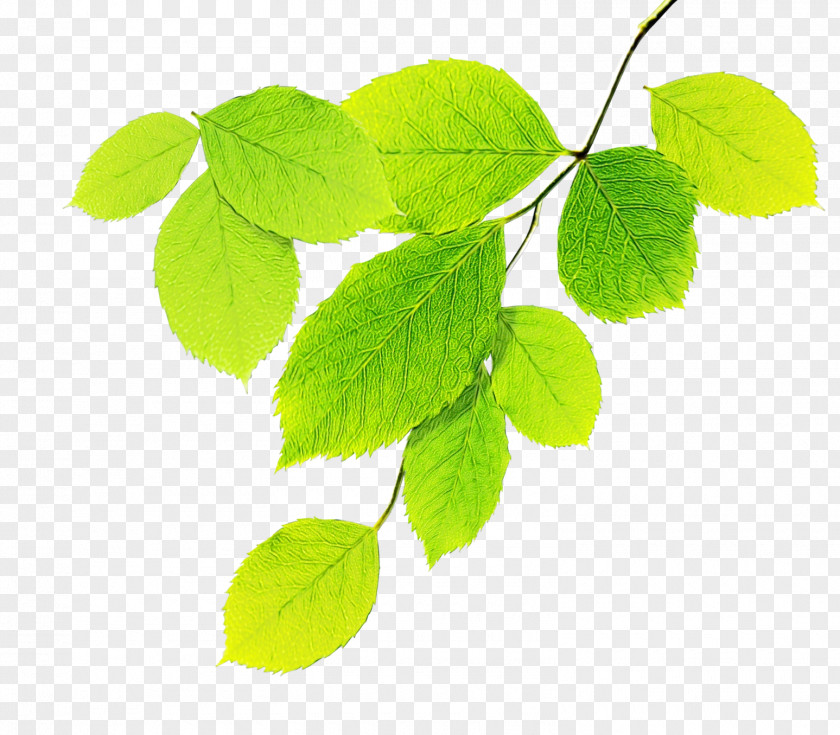 Plant Stem Twig Leaf Flower Green Tree PNG