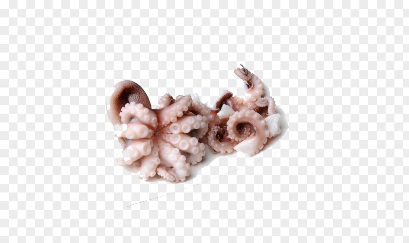 Squid Claw Clasp Free Photos Octopus Download PNG