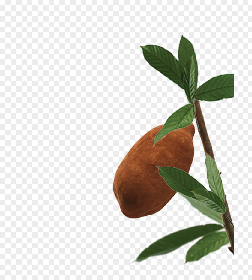 Paeonia Lactiflora Cupuaçu Amazonie Botany Seed Nutrition PNG