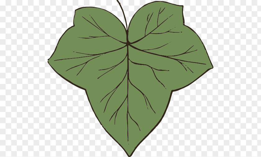 Sassafras Leaf Green Plant Stem Clip Art Symmetry PNG
