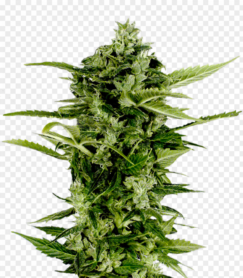Skunk Ape Autoflowering Cannabis Seed Company PNG