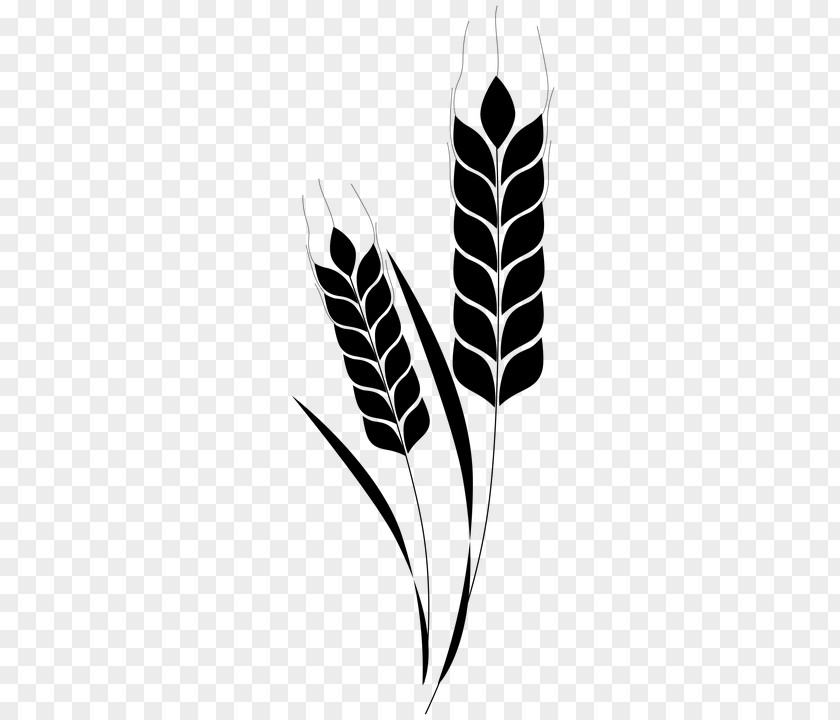 Wheat Ear Beer Clip Art PNG