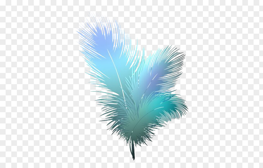 Feather Bird Clip Art PNG