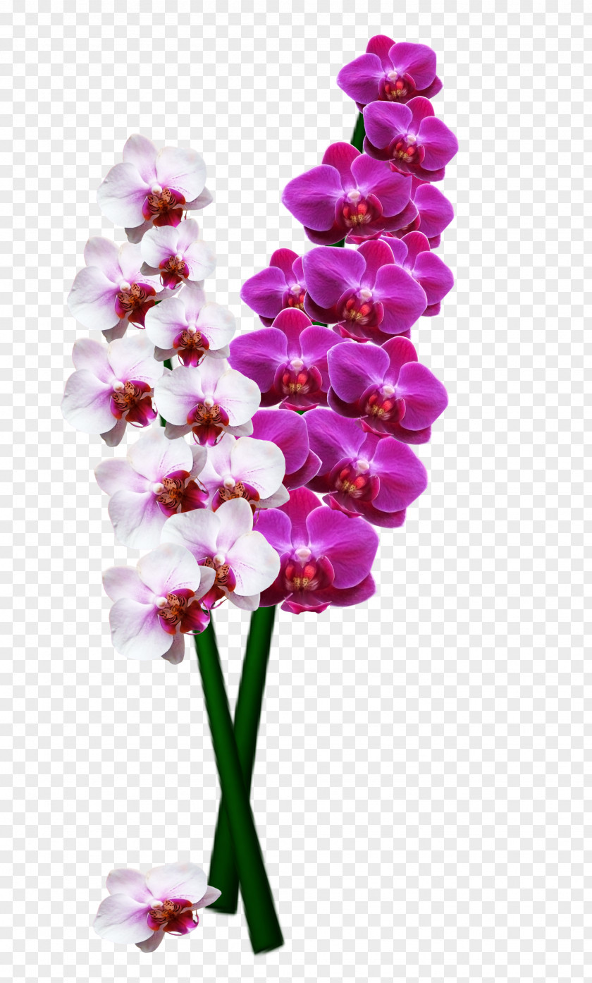 Flower Orchids Stock.xchng Image Orchis PNG