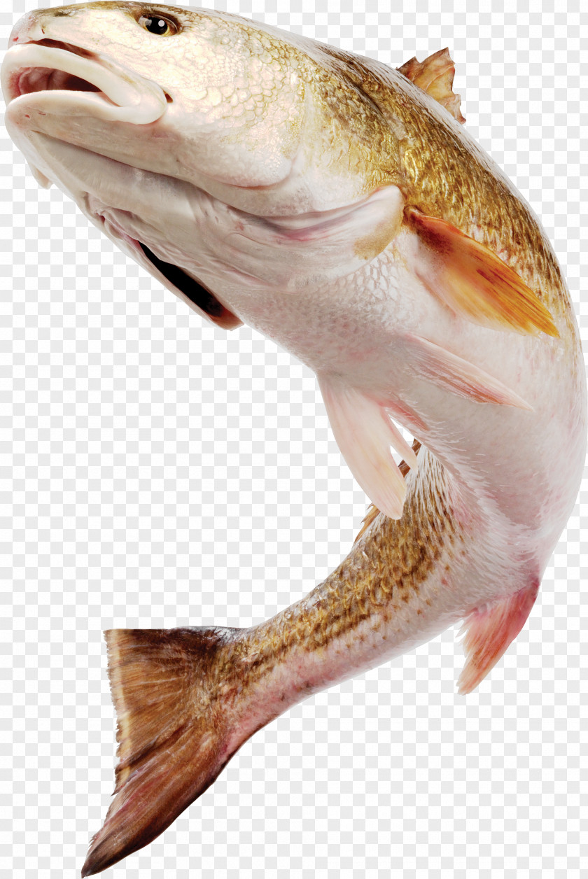 HD-kind Fish Image Download Photography PNG