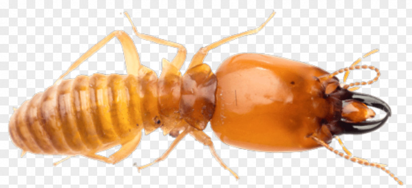 Insect Premier Termite & Pest Control Ant Exterminator PNG