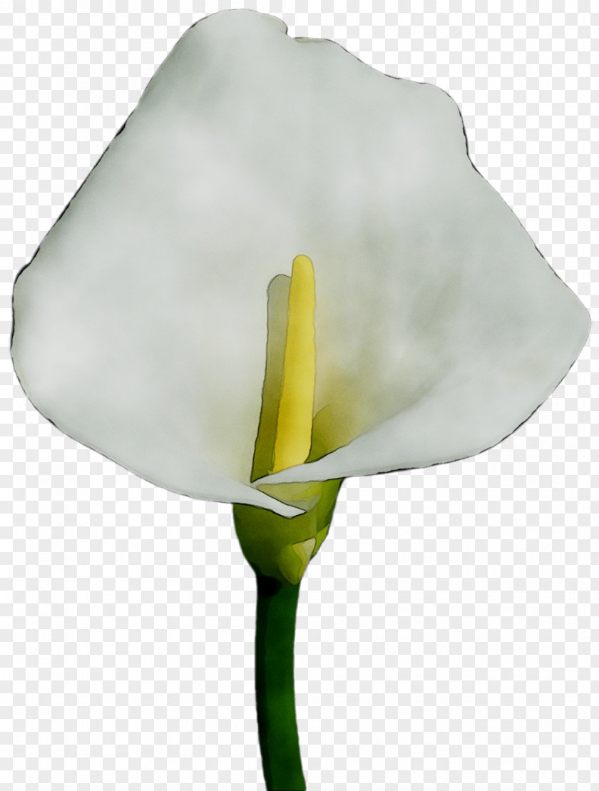 Arum Lilies Water-arum Plants Flower Koala PNG