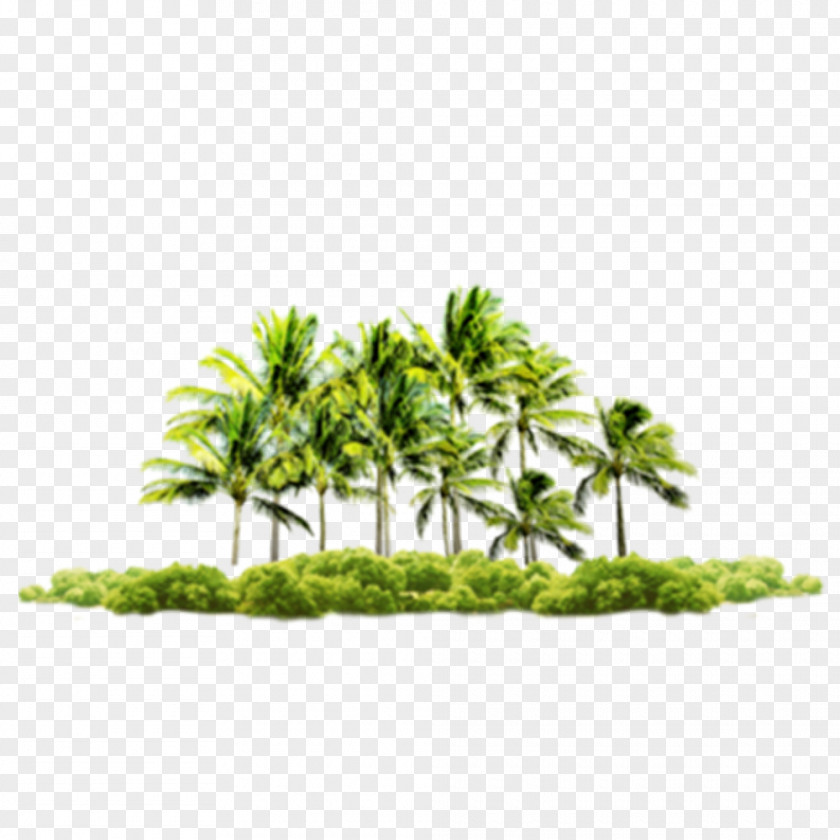 Beach Tree Bu1ec9m Su01a1n Coconut Praia Do Coqueiro PNG