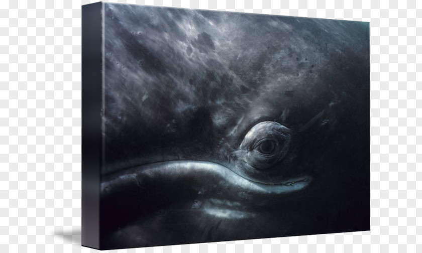 Grey Whale Picture Frames Imagekind Mammal Art Photography PNG