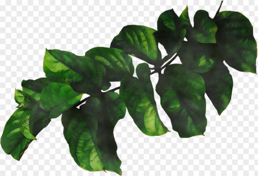 Houseplant Tree Leaf Flower Plant Flowering PNG