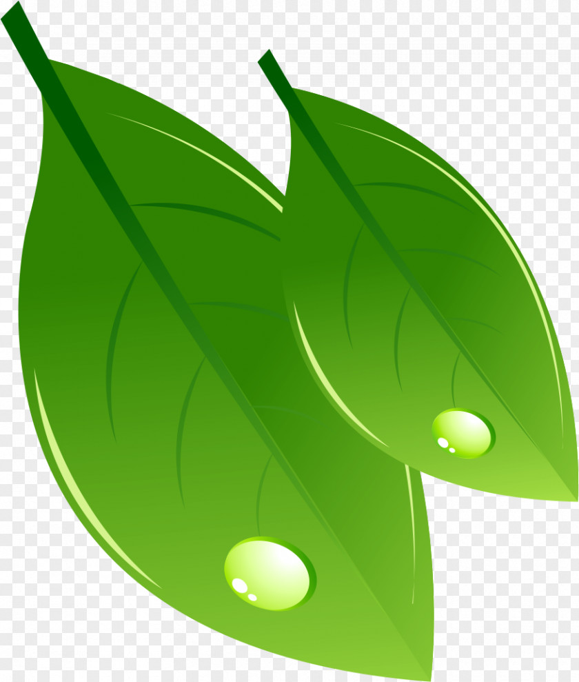 Leaves Illustration PNG