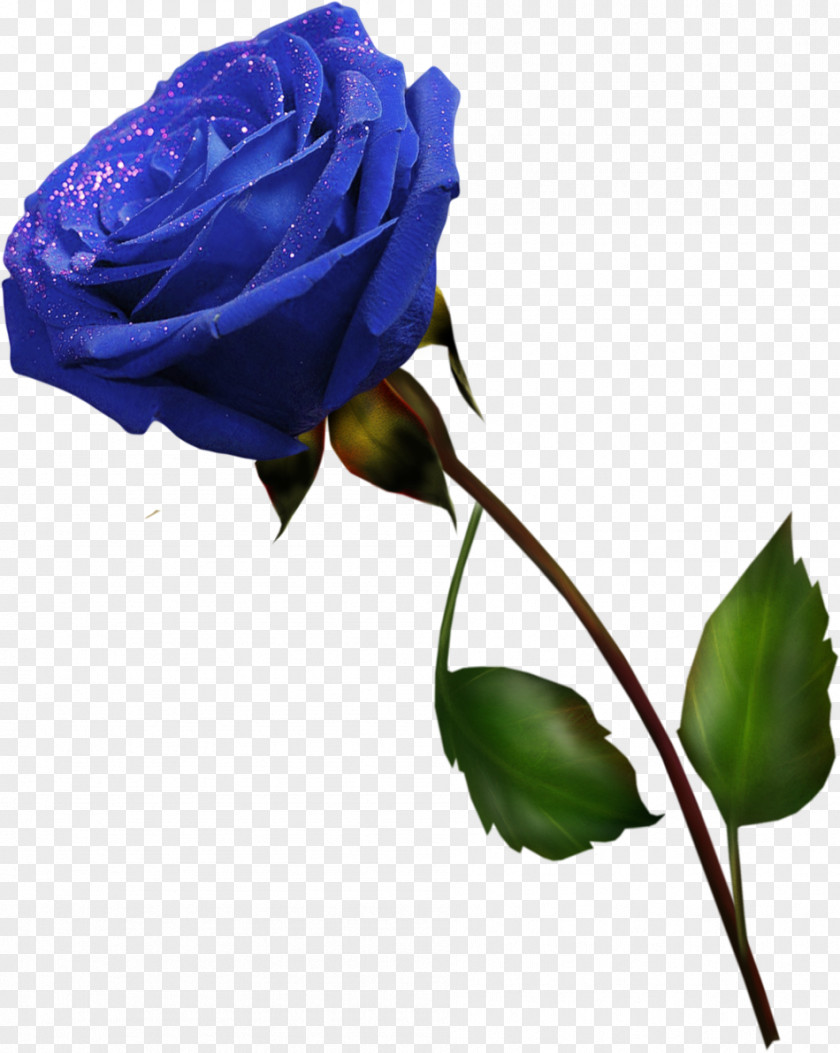 Lilac Blue Rose Cut Flowers Garden Roses Purple PNG