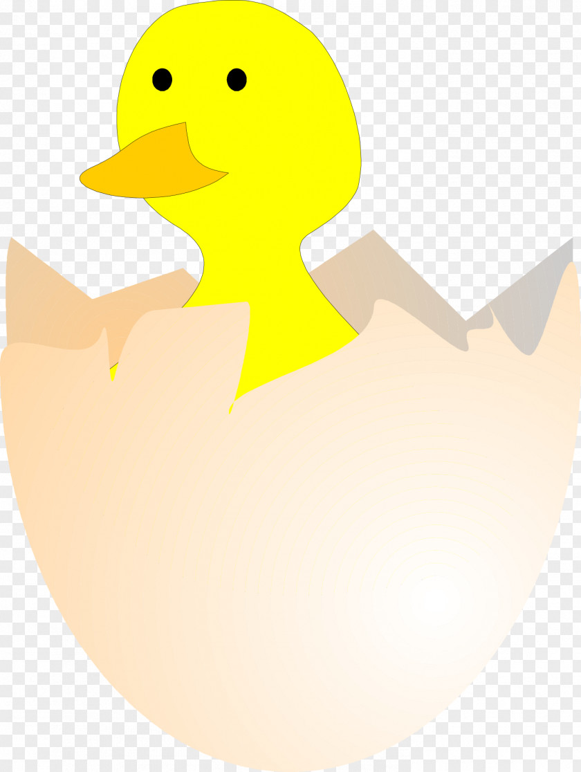 Shell Duck Chicken Kifaranga Clip Art PNG