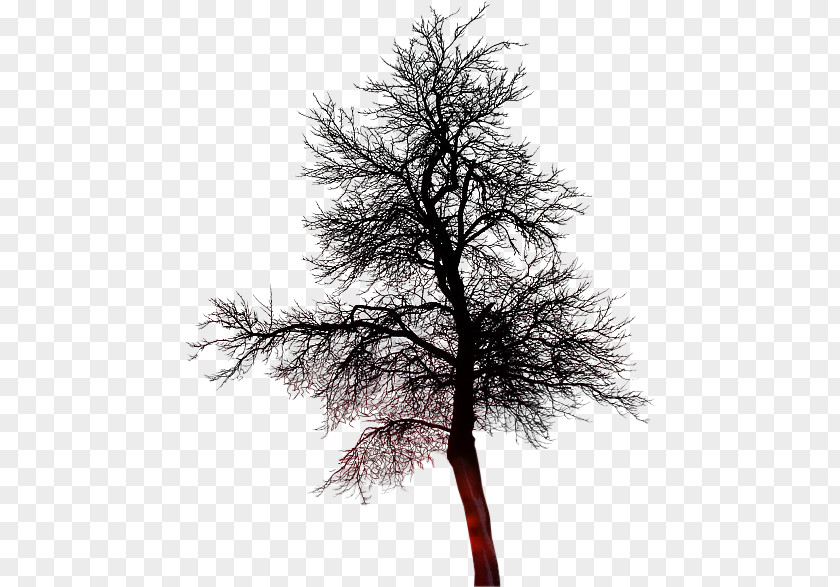 Tree Treelet Twig PNG
