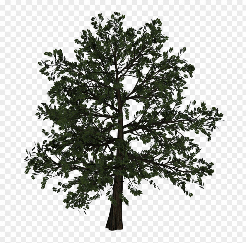 Tree Woody Plant Branch PNG