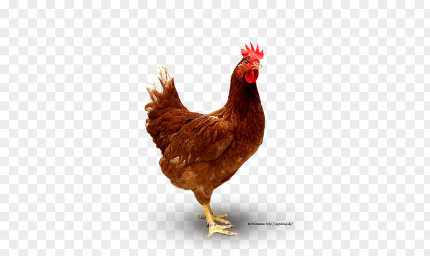 Chicken Curry Broiler Poultry As Food PNG