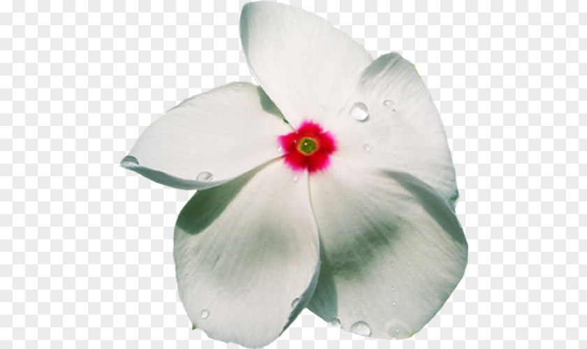 Flower Petal Phlox Clip Art PNG