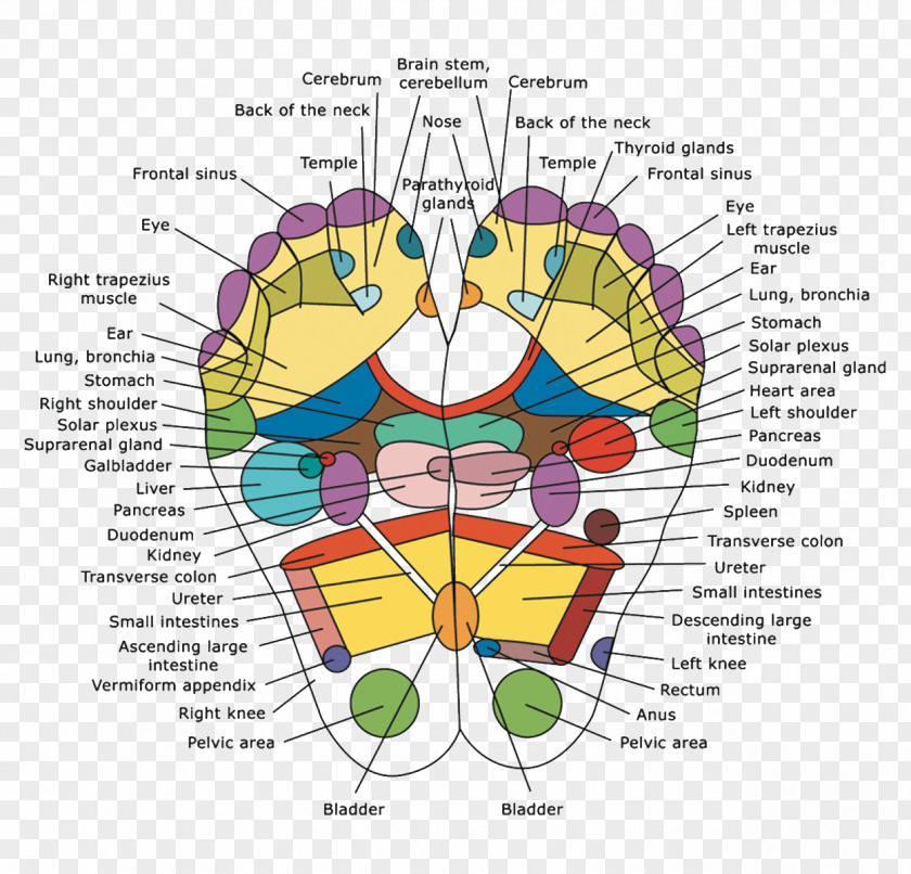 Health Reflexology Detoxification Foot Pads Human Body PNG