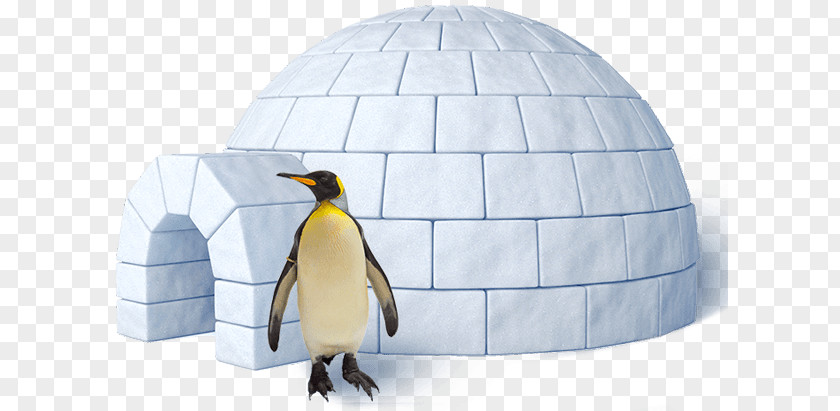 Igloo King Penguin PNG
