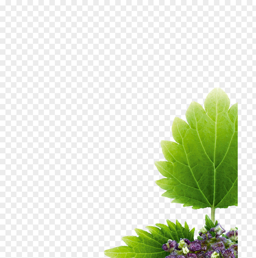 Nettle Cosmetology Medicine Alternative Health Services Herb Pharmacist PNG