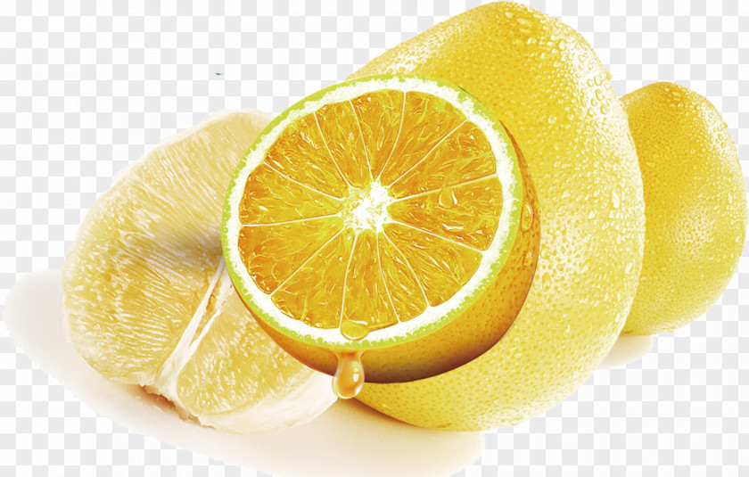 Orange Lemon Petri Dish Art Painting PNG