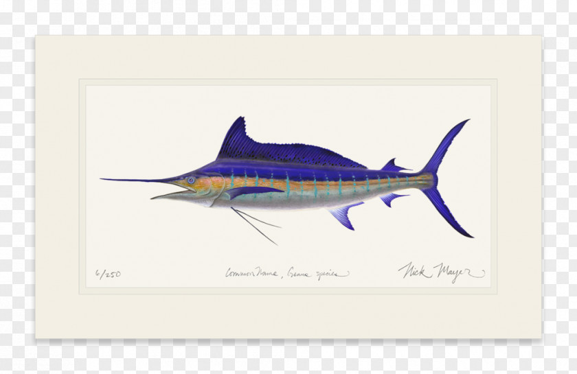 Shark Swordfish Requiem Sharks PNG