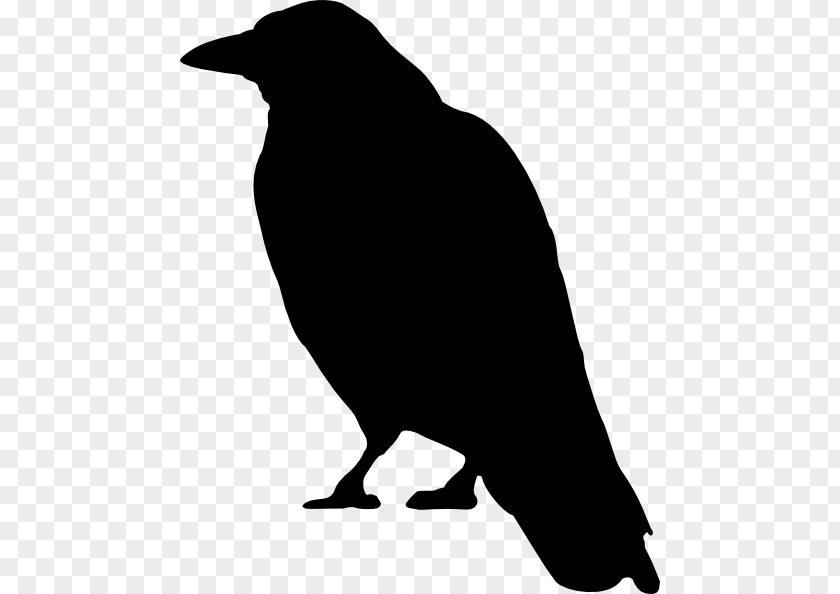 Wildlife Silhouette Bird Beak Crow Crow-like Raven PNG