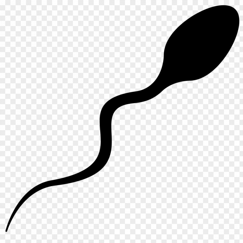 Banana Spermatozoon Semen Analysis Male PNG