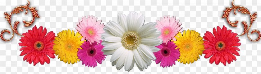 Flower Transvaal Daisy Cut Flowers Floral Design Chrysanthemum PNG