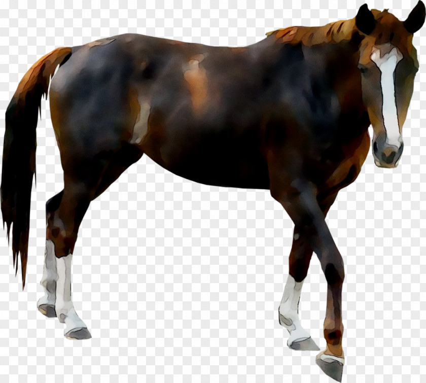 Mare Donkey Horse Foal Stallion PNG