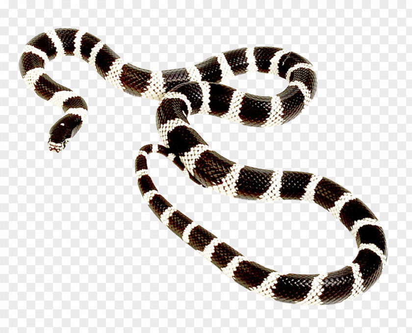 Snake Milk PNG