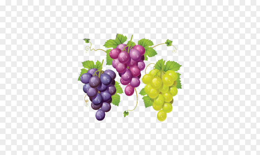 Three Strings Of Grapes Look Good Wine Common Grape Vine La Cure De Raisin Clip Art PNG