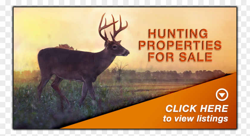 Landed Property Reindeer Fauna Advertising Antler Stock Photography PNG