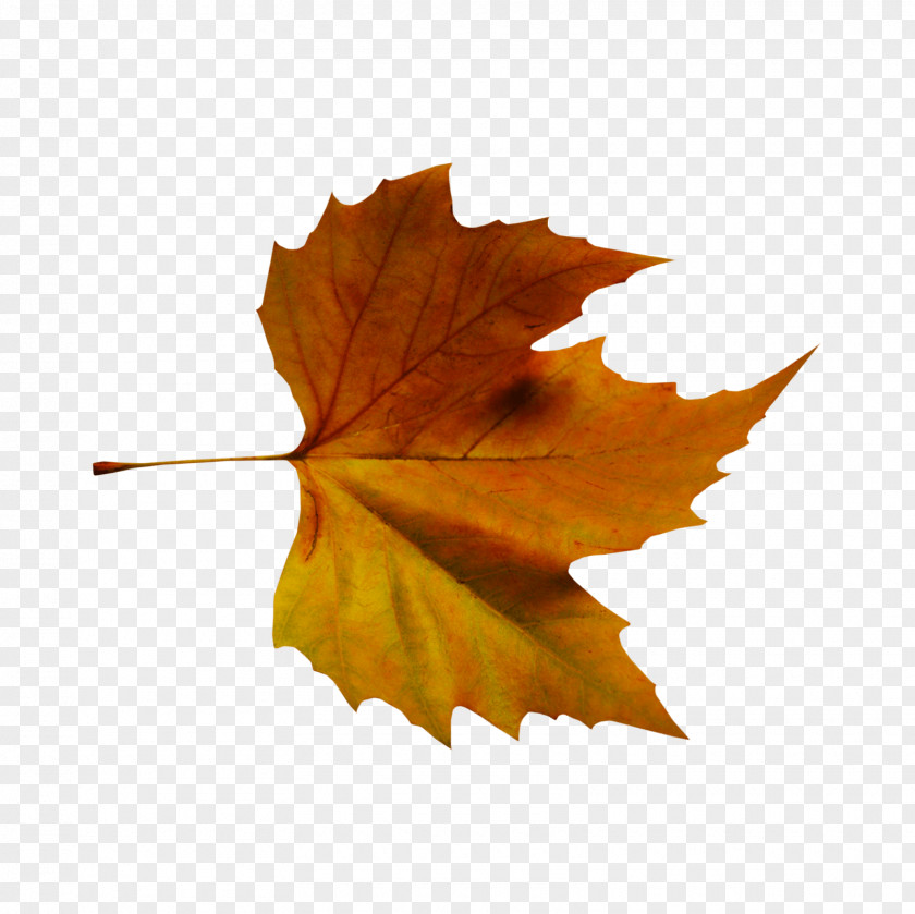 Leaf Autumn Color Tree Plant PNG