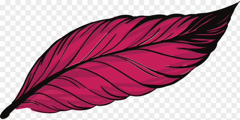 Leaf,Pink,A Bird Feather Peafowl PNG