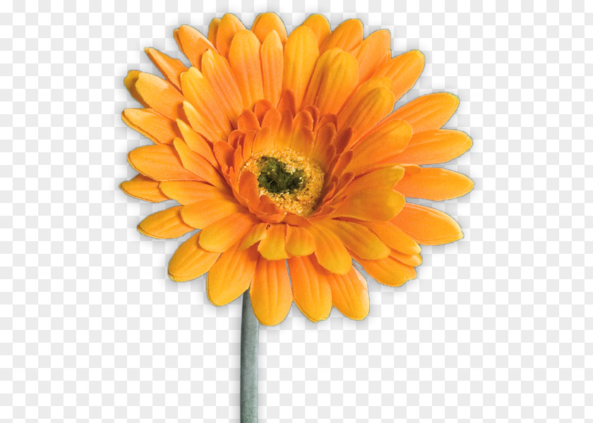 Orange Gerbera Transvaal Daisy XXXLutz Artificial Flower Mann Mobilia GmbH PNG