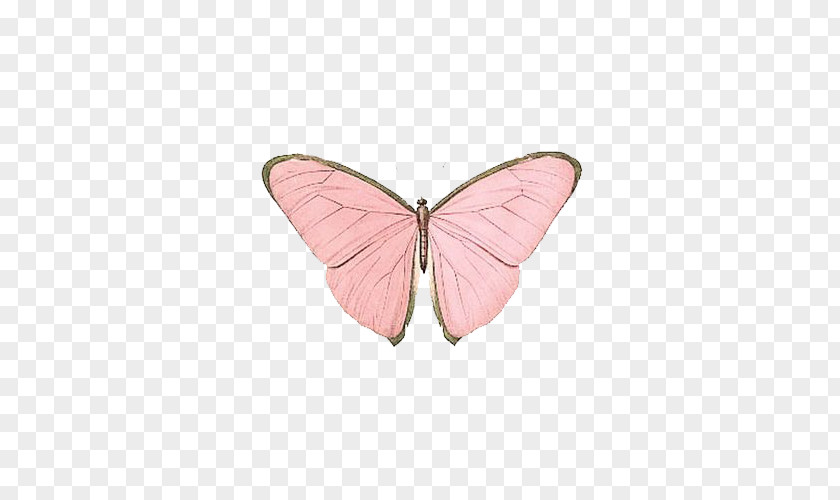 Pink Butterfly Papillon Dog Insect Nymphalidae PNG