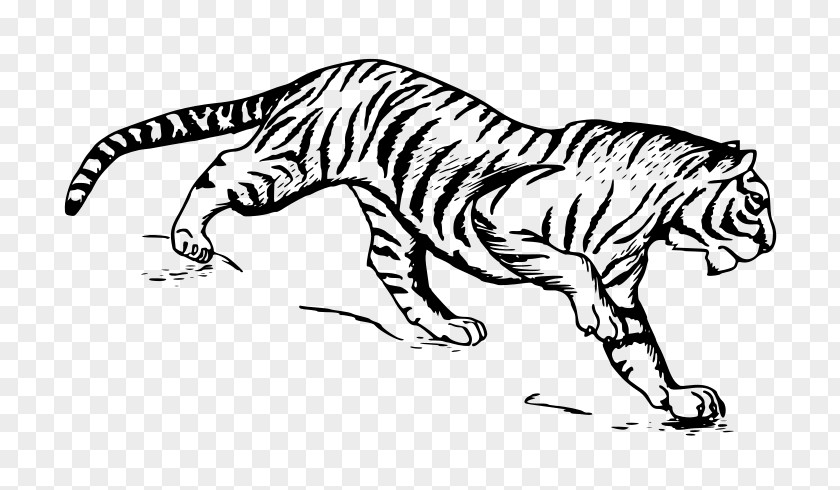 Tiger Illustration Cat Drawing Siberian PNG