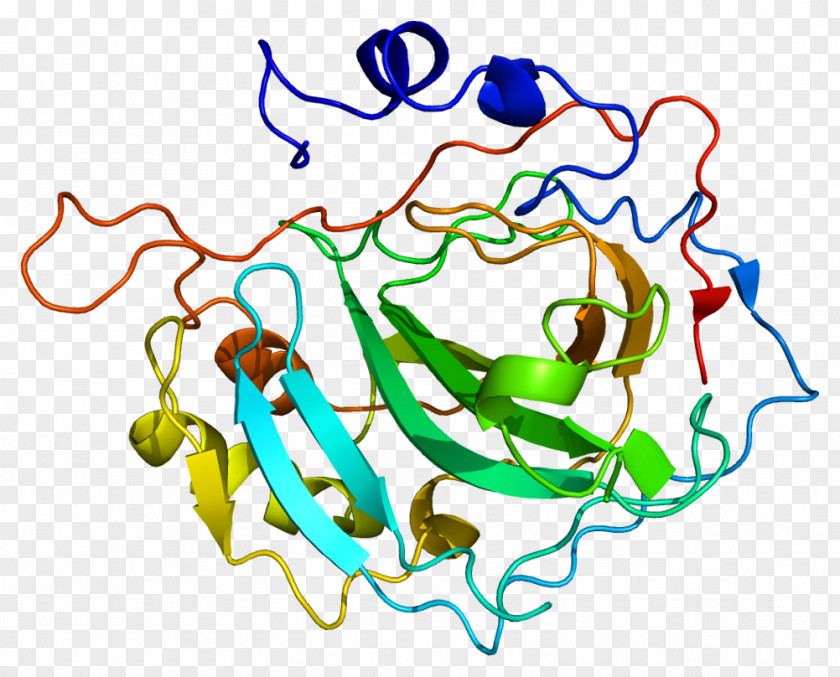 Carbonic Anhydrase II Protein Renal Tubular Acidosis Gene PNG