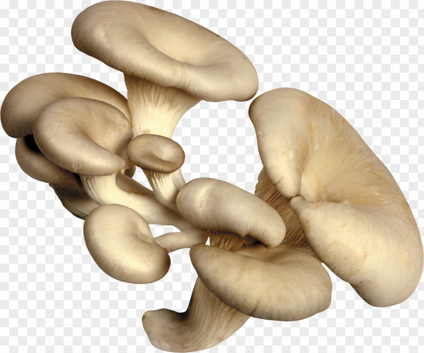 Mushroom Fungus Oyster Edible Mycelium PNG