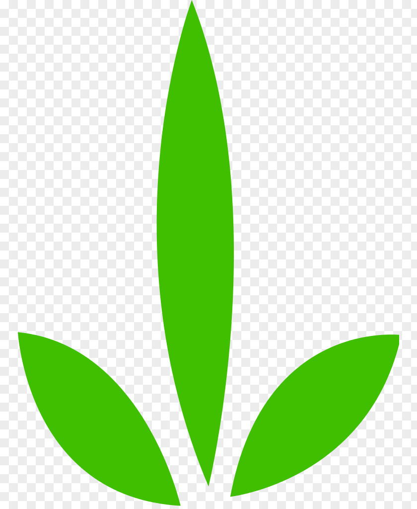 Useful Vector Leaf Plant Stem Tree Green PNG