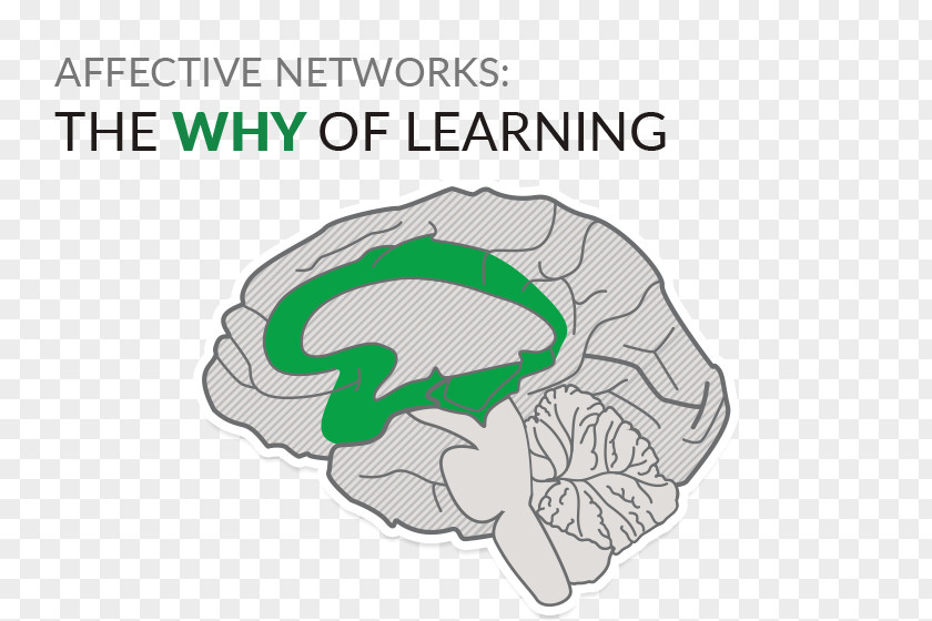 Brain Universal Design For Learning Education Teacher PNG
