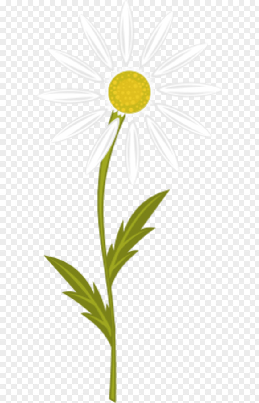 Chamomile Pictures Free Content Clip Art PNG